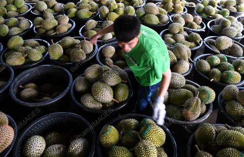 PH05_14072018_DURIAN
