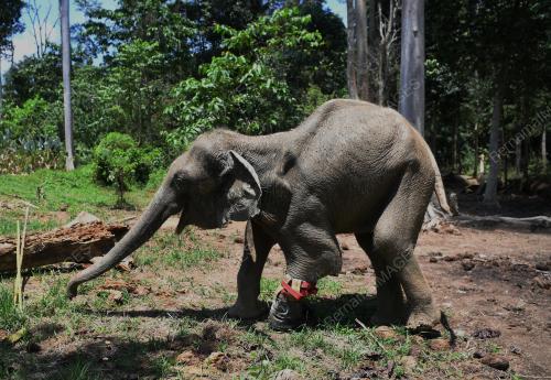 PH05_15102019_GAJAH_KUDUNG