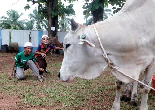 TINJAUAN LEMBU KORBAN