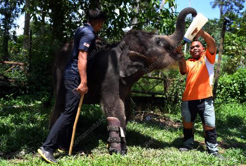PH05_17102019_GAJAH_KUDUNG