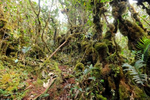 HUTAN MOSSY DI CAMERON HIGHLANDS