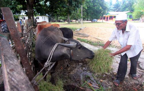 PH05_20082018_LEMBU