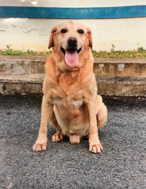 ANJING K9 POLIS PAHANG