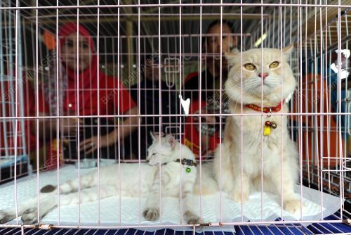 PH05_21122014_KUCING