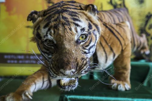 HARI HARIMAU SEDUNIA