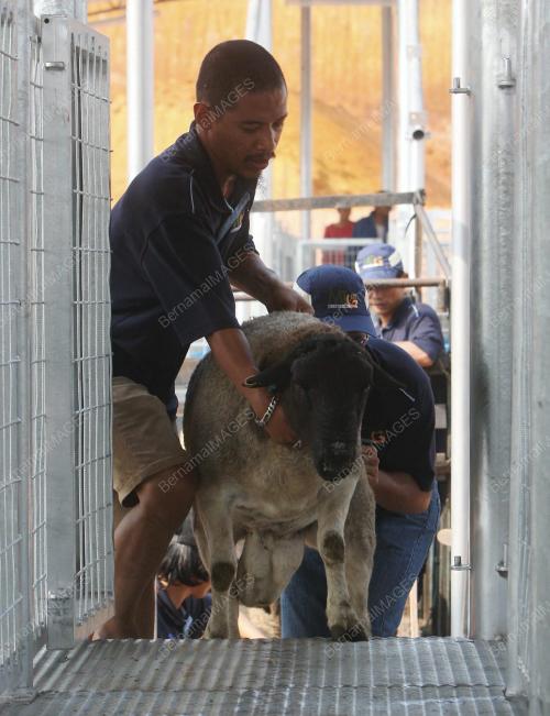 KAMBING DORPER
