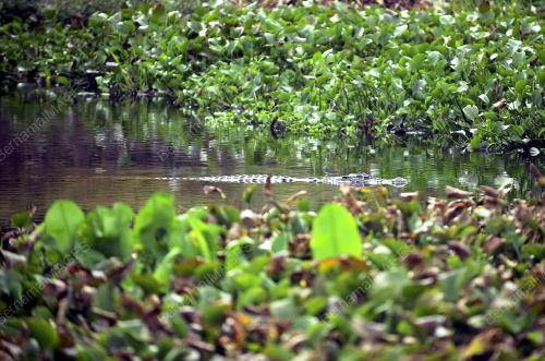 PH05_24012016_BUAYA