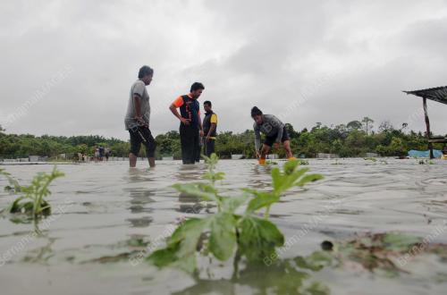 KEBUN TEMBIKAI DILANDA BANJIR