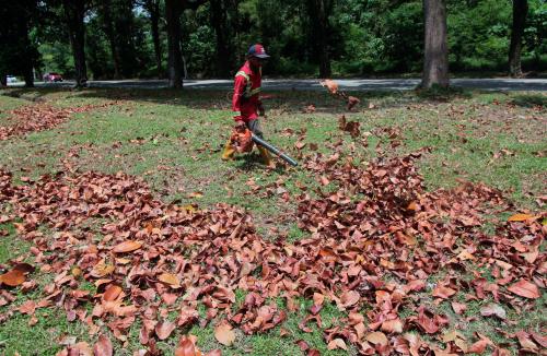 DAUN KERING AKIBAT CUACA PANAS