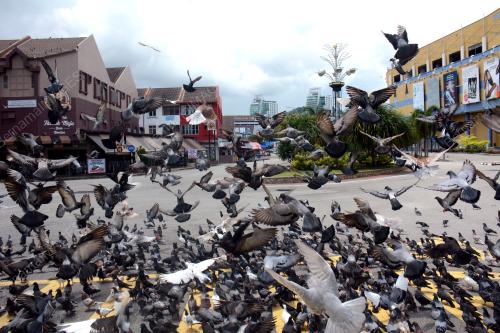 BURUNG MERPATI