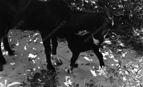 PH05_26012015_KAMBING