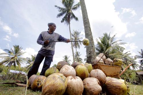 PH05_26072013_KELAPA