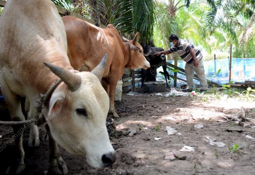 LEMBU KORBAN