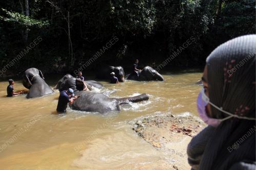 PUSAT KONSERVASI GAJAH KEBANGSAAN (PKGK) KUALA GANDAH