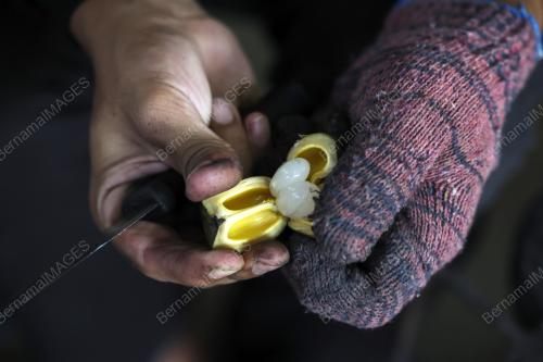 PEMUDA DONG WARISI PERNIAGAAN BUAH KABUNG