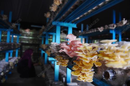 SIFFU MUSHROOM