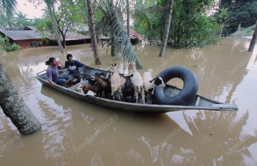 PH06_02012015_KAMBING