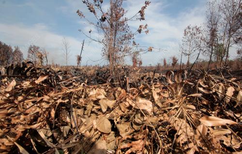 HUTAN TANAH GAMBUT TERBAKAR AKIBAT CUACA PANAS