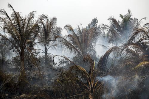 KEBAKARAN LADANG KELAPA