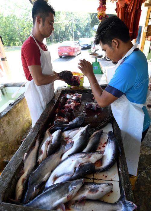 PH06_04052018_IKAN_PATIN