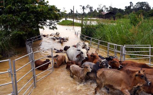 PH06_05012018_BANJIR