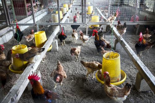 AYAM SAGA