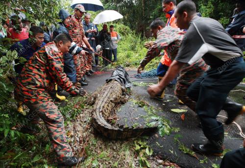 BUAYA