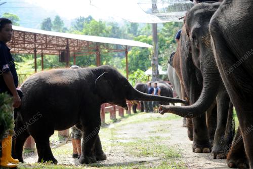 PH06_10082017_GAJAH