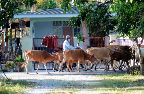 PENTERNAK LEMBU