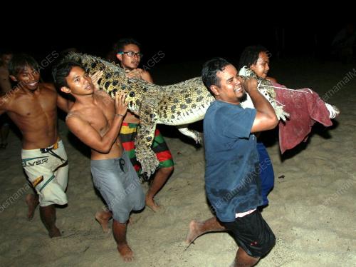 BUAYA DI PANTAI