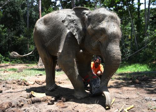 PH06_15102019_GAJAH_KUDUNG