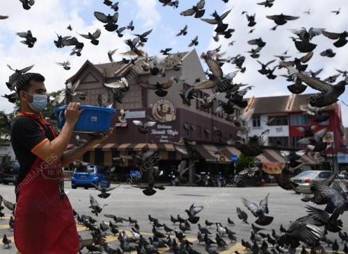 BURUNG MERPATI TARIKAN PELANCONGAN