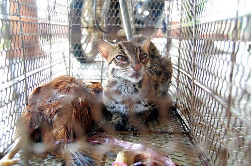 KUCING HUTAN