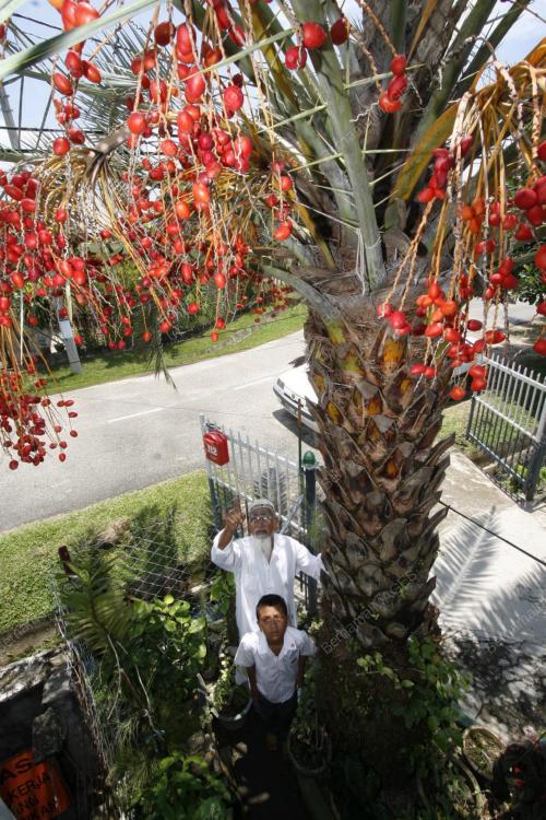 POKOK KURMA