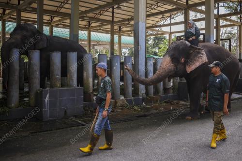 MAHUT (PENGEMBALA GAJAH) WANITA