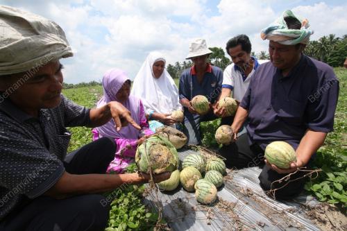 PEKEBUN TEMBIKAI