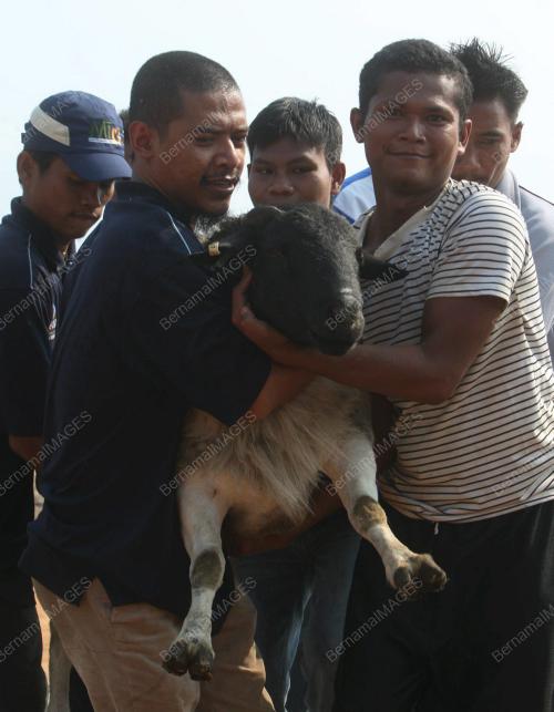 KAMBING DORPER