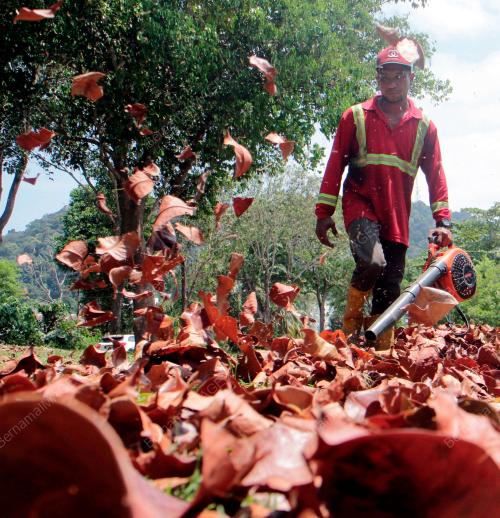 DAUN KERING AKIBAT CUACA PANAS