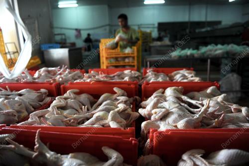 PH06_25072013_AYAM