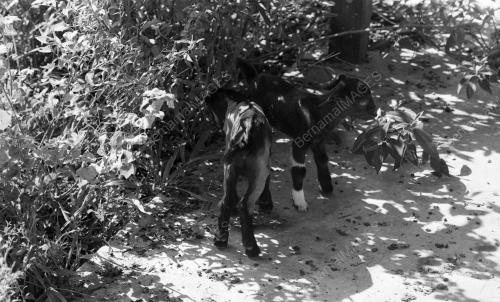 PH06_26012015_KAMBING