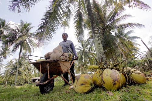 PH06_26072013_KELAPA