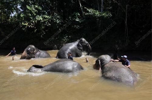 PUSAT KONSERVASI GAJAH KEBANGSAAN (PKGK) KUALA GANDAH