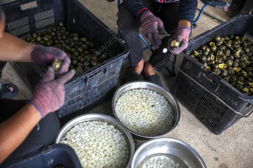 PEMUDA DONG WARISI PERNIAGAAN BUAH KABUNG