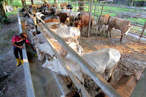 PH06_29092014_LEMBU