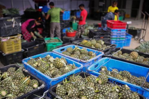 NANAS MD2 MAMPU MENAIK TARAF HIDUP B40