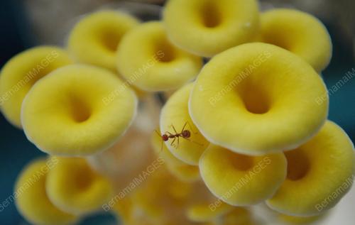 SIFFU MUSHROOM