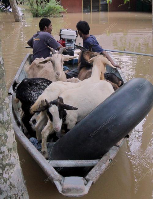 PH07_02012015_KAMBING