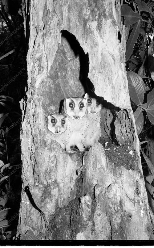 BURUNG HANTU