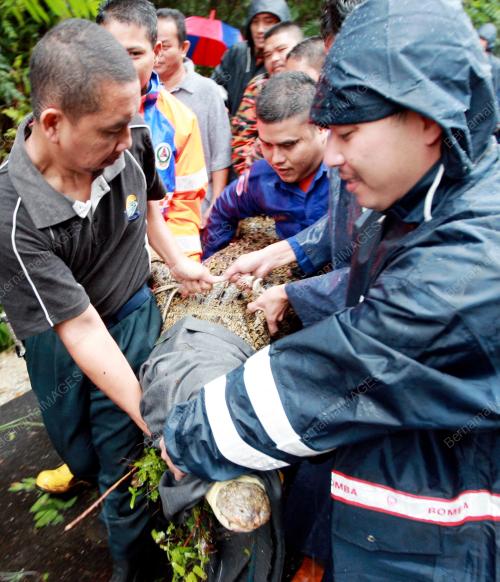 BUAYA