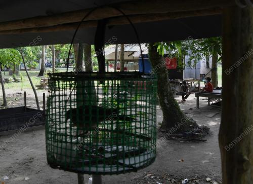 ORANG ASLI PERINTAH KAWALAN PERGERAKAN COVID-19